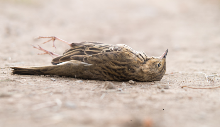 Pozor na ptačí chřipku. Hlaste nemocné a uhynulé ptáky, nabádají hygienici