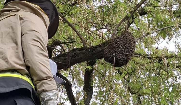 Kdy volat hasiče kvůli odstranění vosích hnízd? Pouze, když jde o bezprostřední nebezpečí, apelují