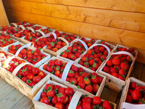 Startuje populární samosběr jahod ve Vodňanech. Přijďte si natrhat čerstvé a chutné plody