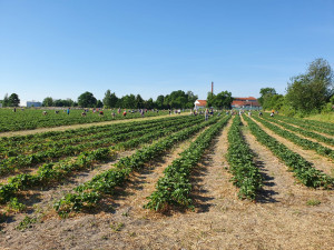 Startuje populární samosběr jahod ve Vodňanech. Přijďte si natrhat čerstvé a chutné plody