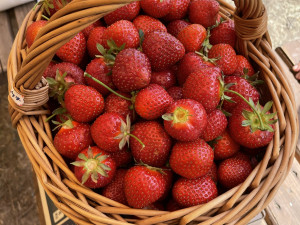 Startuje populární samosběr jahod ve Vodňanech. Přijďte si natrhat čerstvé a chutné plody