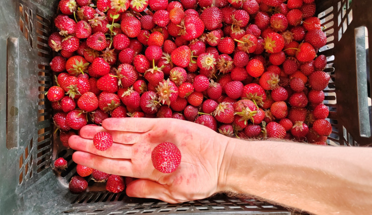 Startuje populární samosběr jahod ve Vodňanech. Přijďte si natrhat čerstvé a chutné plody