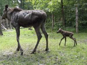 Zoo v Hluboké nad Vltavou truchlí, losí mládě zemřelo jen pár dní po narození