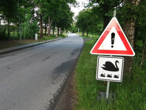 Labutě s mláďaty opět přechází silnici. Litvínovice proto zavedly značky na míru
