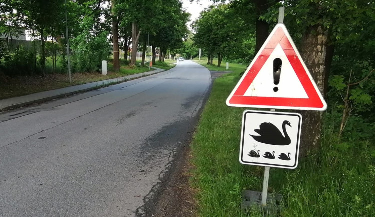 Labutě s mláďaty opět přechází silnici. Litvínovice proto zavedly značky na míru