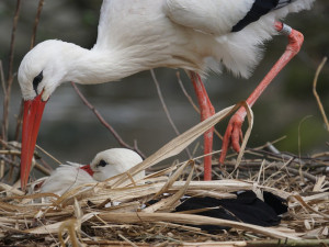 Městské slavnosti v Písku budou bez ohňostroje. Důvodem je ochrana čápa bílého