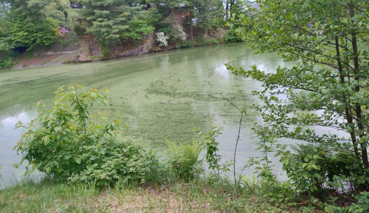 Voda na Plumlově a na Poděbradech je v pořádku. Sinice jsou ovšem v jezírku u Dalova