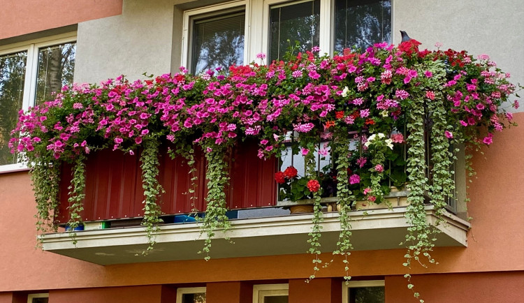 Máte doma rozkvetlé truhlíky? Budějce právě soutěží o ty nejkrásnější