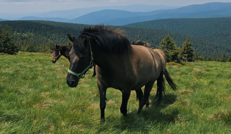 Na Pradědu se pasou koně. Pomáhají udržovat vzácnou přírodu před zarůstáním