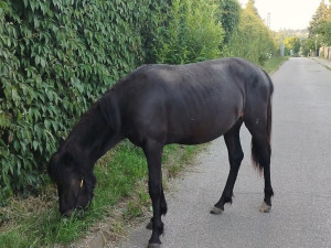 Kůň se vydal na výlet ulicemi Nových Hodějovic. Toulavého hnědáka odchytla policie