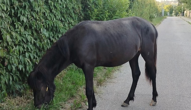 Kůň se vydal na výlet ulicemi Nových Hodějovic. Toulavého hnědáka odchytla policie