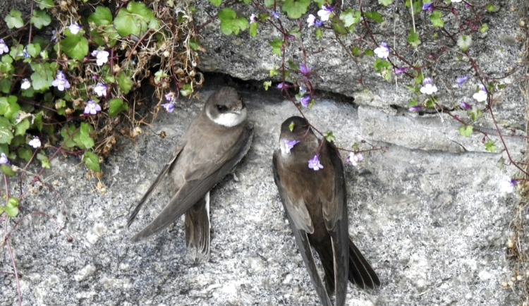 Na jihu Čech klesá počet chráněných břehulí, chybí jim více písčitých stěn