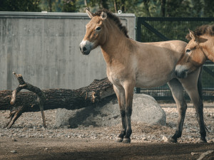 Zažijte letní dobrodružství a oslavte konec školy zdarma v Zoo Hluboká