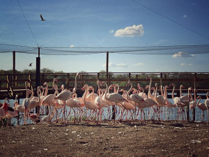Objevte svět zvířat v Zoo Hluboká – letní dobrodružství, které vás nadchne