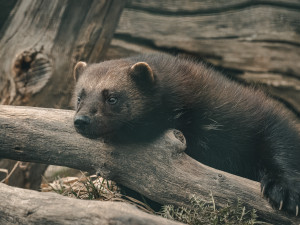 Objevte svět zvířat v Zoo Hluboká – letní dobrodružství, které vás nadchne