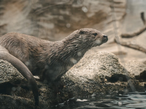 Objevte svět zvířat v Zoo Hluboká – letní dobrodružství, které vás nadchne