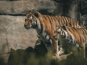 Objevte svět zvířat v Zoo Hluboká – letní dobrodružství, které vás nadchne