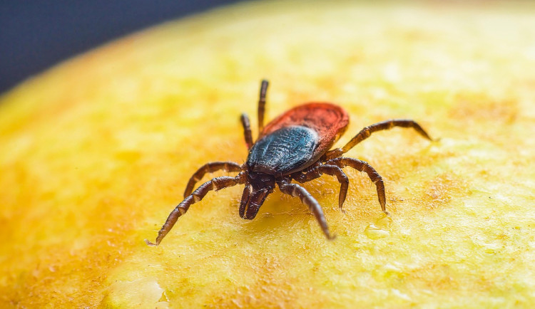 Pozor na klíšťata. Olomoucký kraj má obrovský nárůst případů lymeské borreliózy