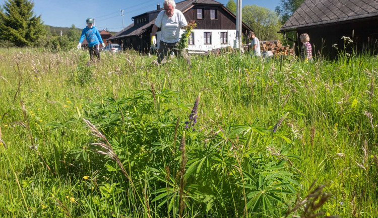 Na Šumavě se za 15 let výrazně rozmnožila invazivní lupina mnoholistá