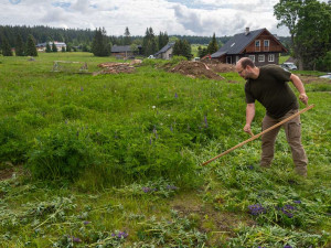 Na Šumavě se za 15 let výrazně rozmnožila invazivní lupina mnoholistá
