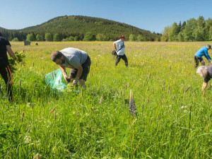 Na Šumavě se za 15 let výrazně rozmnožila invazivní lupina mnoholistá