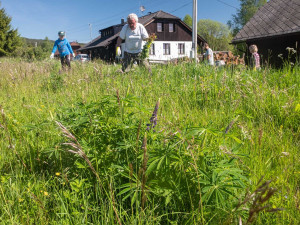 Na Šumavě se za 15 let výrazně rozmnožila invazivní lupina mnoholistá