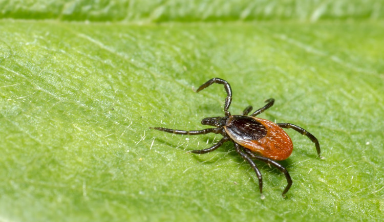 Hygienici na jihu Čech evidují méně případů lymeské boreliózy i encefalitidy