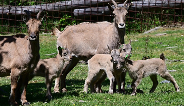Nová mláďata kozorožce kavkazského. Olomoucká zoo má největší stádo na světě