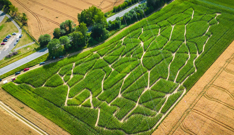 Zábava na léto? V brněnských Žabovřeskách vyrostlo kukuřičné bludiště