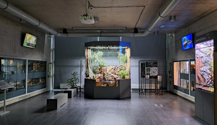 Liberecká zoo chystá novou expozici vzácného a kriticky ohroženého krokodýlovce