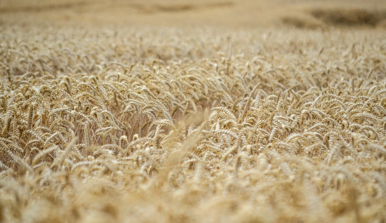 Deštivé počasí brzdí sklizeň obilovin v Jihočeském kraji