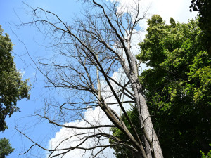 Písek pokácí unikátní jilm v Palackého sadech, zahubil ho podkorní hmyz