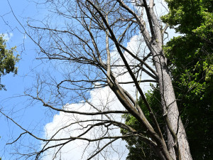 Písek pokácí unikátní jilm v Palackého sadech, zahubil ho podkorní hmyz