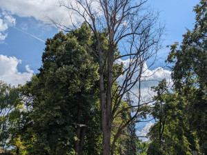 Písek pokácí unikátní jilm v Palackého sadech, zahubil ho podkorní hmyz