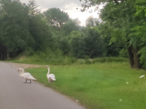 Labutě bohužel rády přecházejí silnici