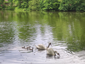 Foto z června, kdy ještě žila celá rodinka labutí.