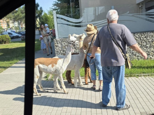 Netradiční procházka. Alpaky ze Žabovřesek překvapily lidi na sídlišti Máj