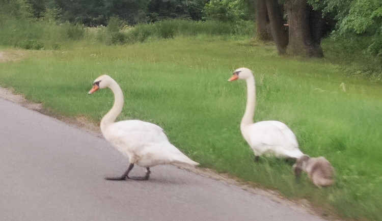 Smutný osud labutích mláďat, ze čtyř už žije jen jediné