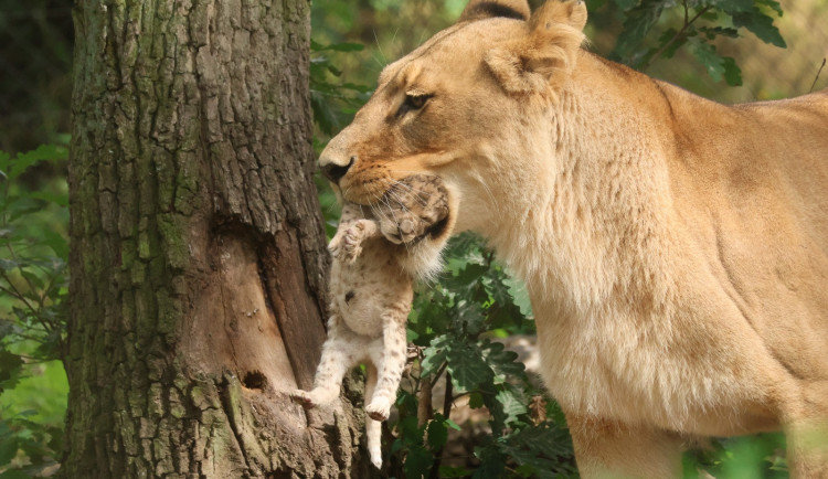 Máme lvíče, radují se chovatelé z brněnské zoo. Toužili po něm osm let