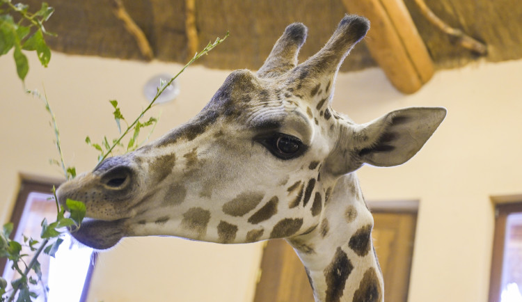 Do jihlavské zoologické zahrady přijeli tři žirafí samci. Cestovali v předklonu