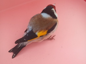 Strakonická policie zachránila 40 zvířat, včetně ježka, rehka a poštovního holuba