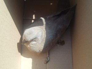 Strakonická policie zachránila 40 zvířat, včetně ježka, rehka a poštovního holuba