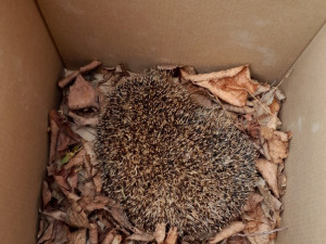 Ježek, kterého si převzali v Makově