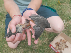 Strážníci zachránili i rehky