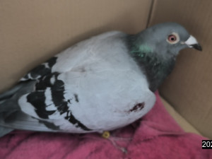 Strakonická policie zachránila 40 zvířat, včetně ježka, rehka a poštovního holuba