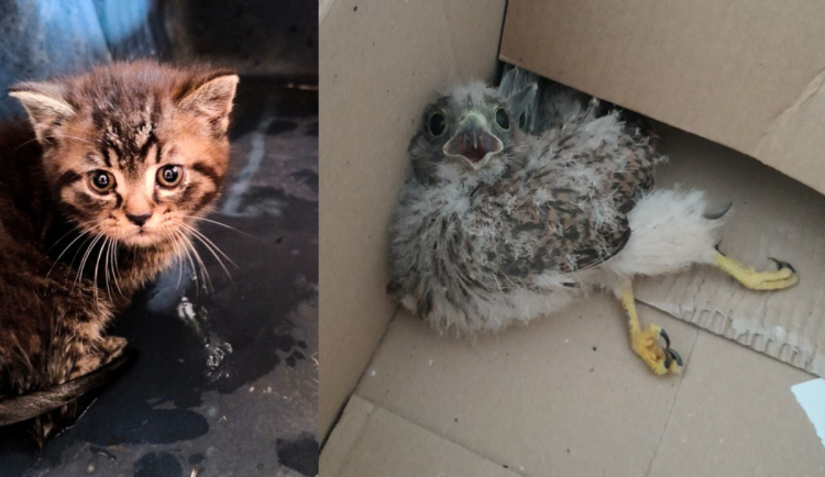 Strážníci pomohli i kotěti a mláděti poštolky