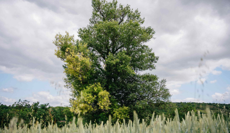 Lidé mohou vybírat Strom roku. Ve finále je i Herbenův topol z jižní Moravy
