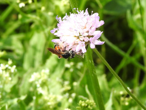Mozaikové sečení má smysl. Do Budějc se vrací samotářské včely