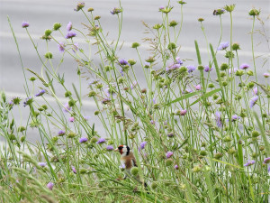 Foto stehlíka, které ukazuje, že porosty chrastavců nevyužívá pouze hmyz