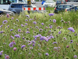 Porost chrastavců poblíž výstaviště